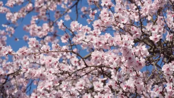 开花结果 树上开粉红色和白色的花 春天的自然 美丽的背景 — 图库视频影像