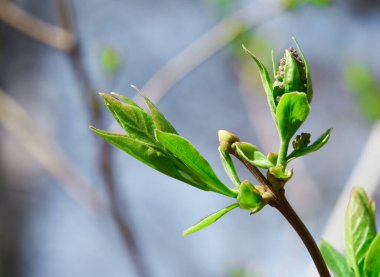 Ağaçlarda tomurcuklanma, çiçek ve taze yapraklar, parlak bahar manzarası, güzel bir arka plan.