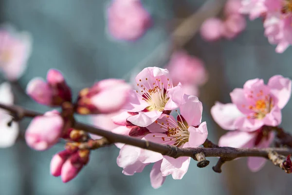 木々の上の明るいピンクと白の花咲く春の風景美しい背景 — ストック写真