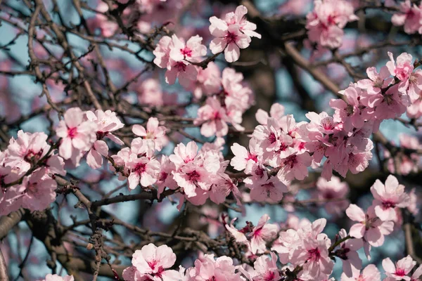 Bright Pink White Flowers Trees Blooming Spring Landscape Beautiful Background — Stock Photo, Image