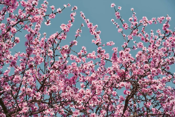 Leuchtend Rosa Und Weiße Blumen Auf Bäumen Blühend Frühlingslandschaft Schöner — Stockfoto