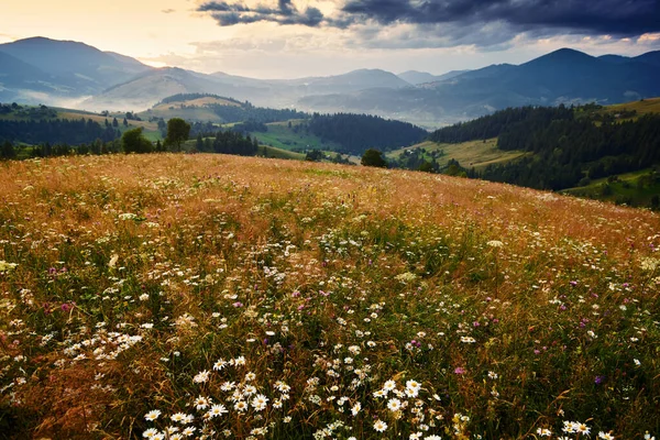 Wildflowers Meadow Golden Sunset Carpathian Mountains Beautiful Summer Landscape Spruces — 스톡 사진