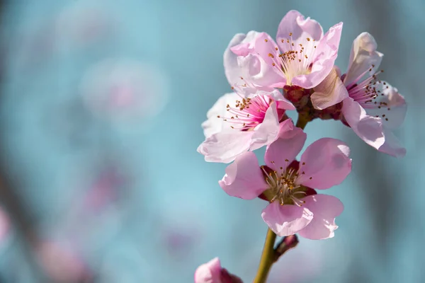 木々の上の明るいピンクと白の花咲く春の風景美しい背景 — ストック写真