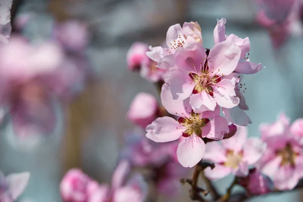 木々の上の明るいピンクと白の花咲く春の風景美しい背景 — ストック写真