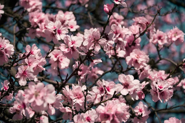 Яскраво Рожеві Білі Квіти Деревах Квітучий Весняний Пейзаж Красивий Фон — стокове фото