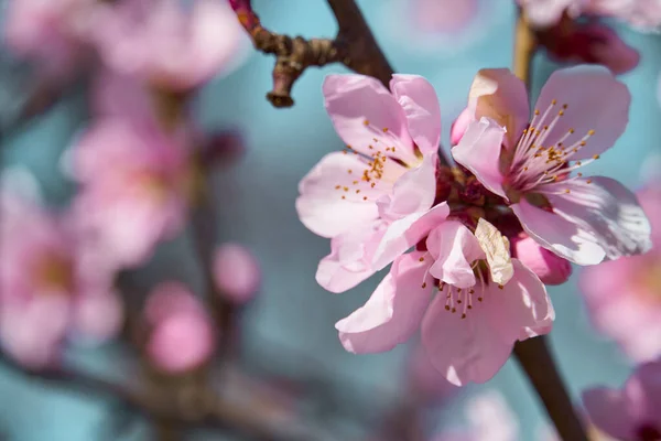 木々の上の明るいピンクと白の花咲く春の風景美しい背景 — ストック写真