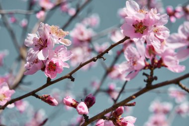 Ağaçlardaki parlak pembe ve beyaz çiçekler, çiçekler, bahar manzarası, güzel bir arka plan.