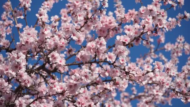 Çiçek Açan Ağaçlardaki Pembe Beyaz Çiçekler Bahar Doğası Güzel Arka — Stok video