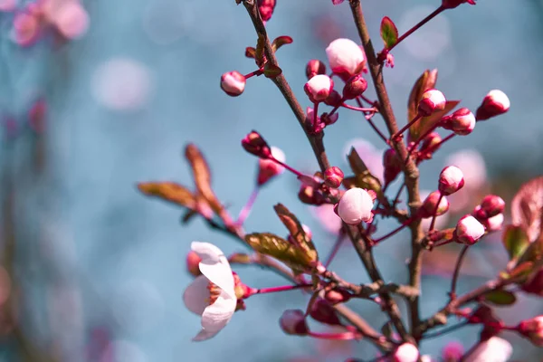 木々の上の明るいピンクと白の花咲く春の風景美しい背景 — ストック写真