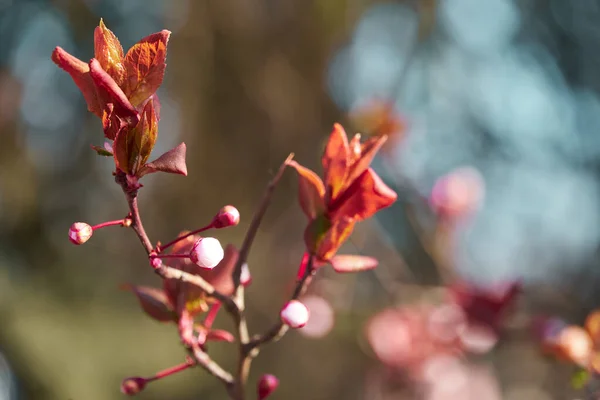 Bright pink and white flowers on trees, blooming, spring landscape, beautiful background — Stock Image Bright Pink White Flowers Trees Blooming Spring Landscape Beautiful Background Royalty Free Stock Images