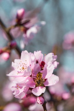 Ağaçlardaki parlak pembe ve beyaz çiçekler, çiçekler, bahar manzarası, güzel bir arka plan.
