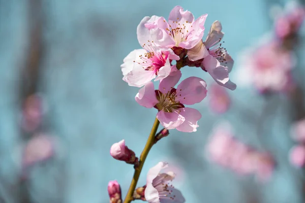 木々の上の明るいピンクと白の花咲く春の風景美しい背景 — ストック写真