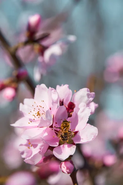 Bright pink and white flowers on trees, blooming, spring landscape, beautiful background — Stock Image Bright Pink White Flowers Trees Blooming Spring Landscape Beautiful Background Stock Photo