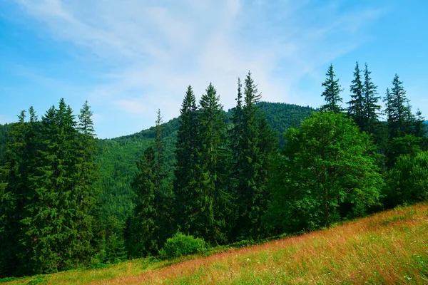 野生大自然 喀尔巴阡山脉的夏季风景 野花和草地 山上的云杉 美丽的云天 — 图库照片