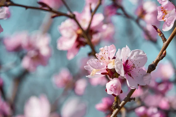 木々の上の明るいピンクと白の花咲く春の風景美しい背景 — ストック写真