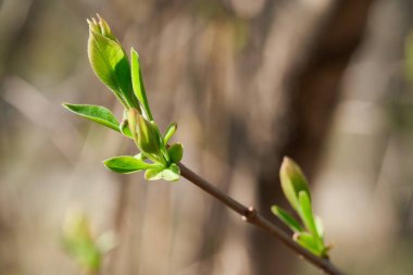 Ağaçlarda bahar tomurcukları, çiçek açan ve genç yapraklar, parlak bahar manzarası, güzel bir arka plan
