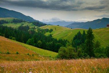 Doğa, Karpat Dağları 'ndaki yaz manzarası, kır çiçekleri ve çayırlar, tepelerdeki yaylalar, güzel bulutlu gökyüzü.
