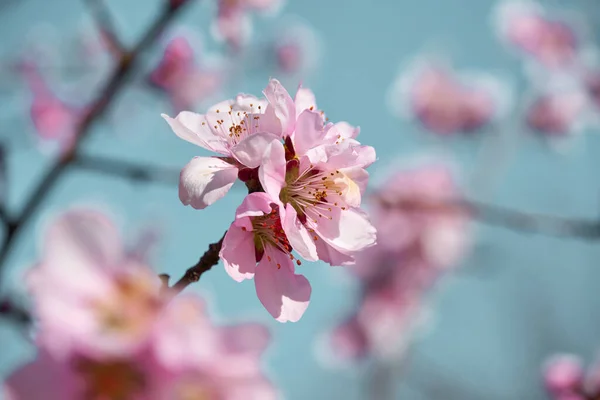 Bright Pink White Flowers Trees Blooming Spring Landscape Beautiful Background — Stock Photo, Image