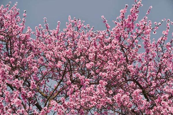 Bright Pink White Flowers Trees Blooming Spring Landscape Beautiful Background — Stock Photo, Image