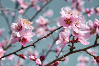 Ağaçlardaki parlak pembe ve beyaz çiçekler, çiçekler, bahar manzarası, güzel bir arka plan.