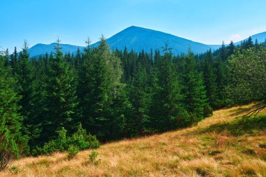 Vahşi doğa, Karpatlar 'daki yaz manzarası, kır çiçekleri ve çayırlar, tepelerdeki yaylalar, güzel bulutlu gökyüzü