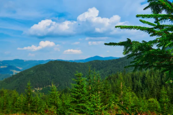 野外自然 树枝密闭 喀尔巴阡山脉的夏季风景 野花和草地 山上的云杉 美丽的云天 — 图库照片