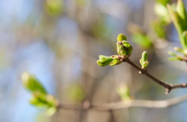 spring buds on trees, blooming and young leaves, bright spring landscape, beautiful background