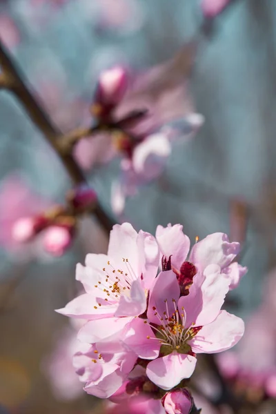 木々の上の明るいピンクと白の花咲く春の風景美しい背景 — ストック写真