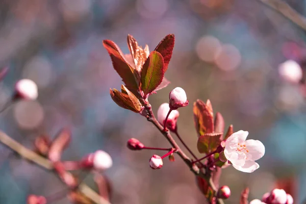 Flores Color Rosa Brillante Blanco Los Árboles Floración Paisaje Primavera —  Fotos de Stock