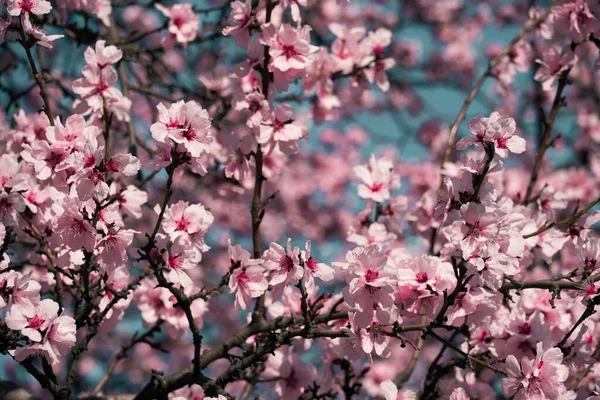 Leuchtend Rosa Und Weiße Blumen Auf Bäumen Blühend Frühlingslandschaft Schöner — Stockfoto