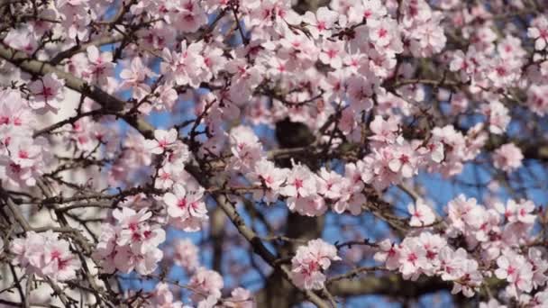 Blooming Pink White Flowers Trees Spring Nature Beautiful Background — Stock Video