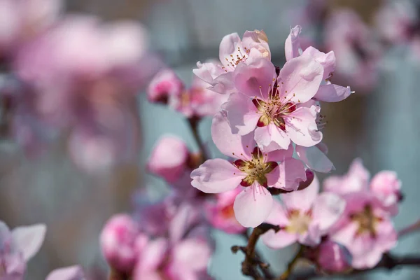 木々の上の明るいピンクと白の花咲く春の風景美しい背景 — ストック写真