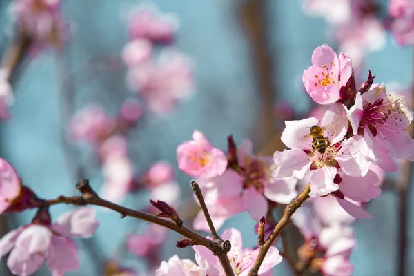 木々の上の明るいピンクと白の花咲く春の風景美しい背景 — ストック写真