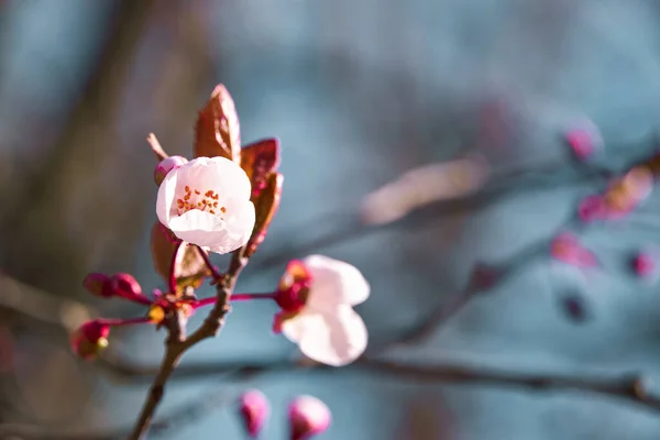 Flores Rosa Brancas Brilhantes Árvores Florescendo Paisagem Primavera Belo Fundo — Fotografia de Stock
