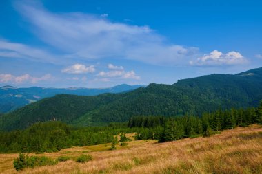 Vahşi doğa, Karpatlar 'daki yaz manzarası, kır çiçekleri ve çayırlar, tepelerdeki yaylalar, güzel bulutlu gökyüzü