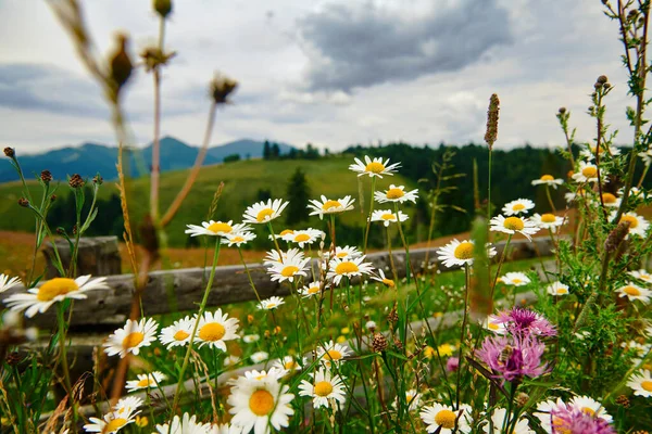 美丽的野花 靠近乡村牧场的木制篱笆的美丽野花 喀尔巴阡山脉的夏季风景 山丘上的草地和云杉 — 图库照片