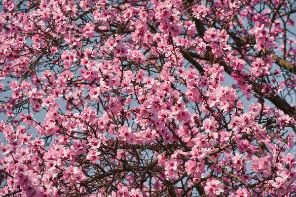 Fényes Rózsaszín Fehér Virágok Fák Virágzó Tavaszi Táj Gyönyörű Háttér — Stock Fotó