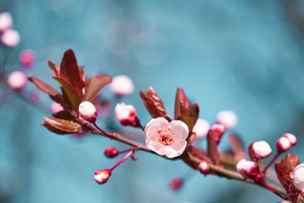Jasně Růžové Bílé Květy Stromech Kvetoucí Jarní Krajina Krásné Pozadí — Stock fotografie