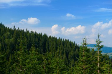 Vahşi doğa, Karpatlar 'daki yaz manzarası, kır çiçekleri ve çayırlar, tepelerdeki yaylalar, güzel bulutlu gökyüzü