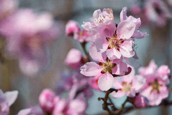 Bright pink and white flowers on trees, blooming, spring landscape, beautiful background — Stock Image Bright Pink White Flowers Trees Blooming Spring Landscape Beautiful Background Royalty Free Stock Images