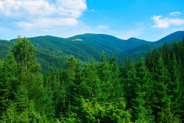 野生大自然 喀尔巴阡山脉的夏季风景 野花和草地 山上的云杉 美丽的云天 — 图库照片