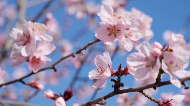 Bloeien Roze Witte Bloemen Bomen Lente Natuur Prachtige Achtergrond — Stockvideo