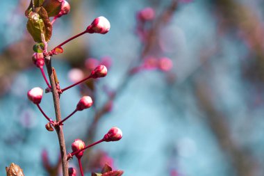 Ağaçlardaki parlak pembe ve beyaz çiçekler, çiçekler, bahar manzarası, güzel bir arka plan.