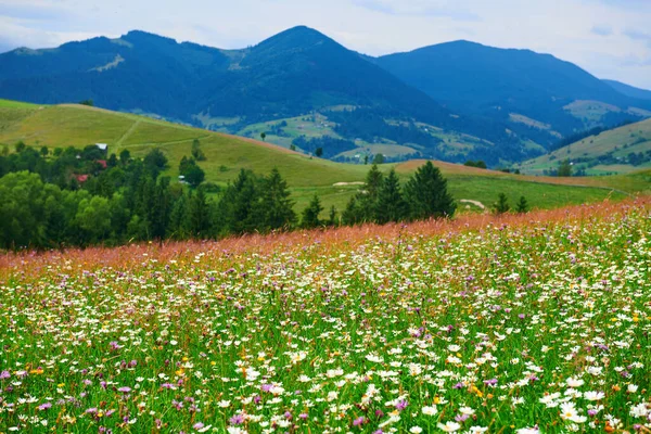 大自然 喀尔巴阡山脉的夏季风景 野花和草地 山上的云杉 美丽的云天 — 图库照片
