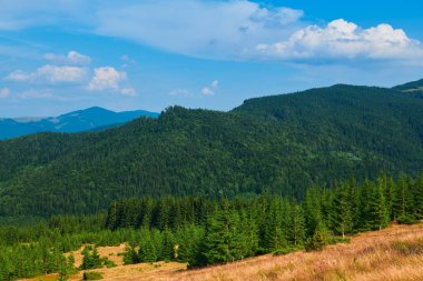 Vahşi doğa, Karpatlar 'daki yaz manzarası, kır çiçekleri ve çayırlar, tepelerdeki yaylalar, güzel bulutlu gökyüzü
