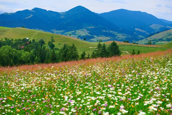 Natur Sommerlandschaft Den Karpaten Wildblumen Und Wiesen Fichten Auf Hügeln — Stockfoto