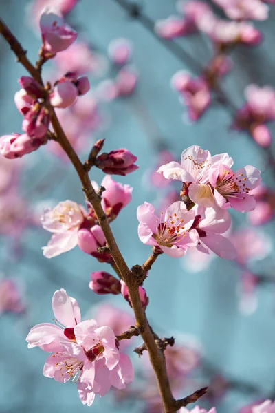 Bright Pink White Flowers Trees Blooming Spring Landscape Beautiful Background — Stock Photo, Image