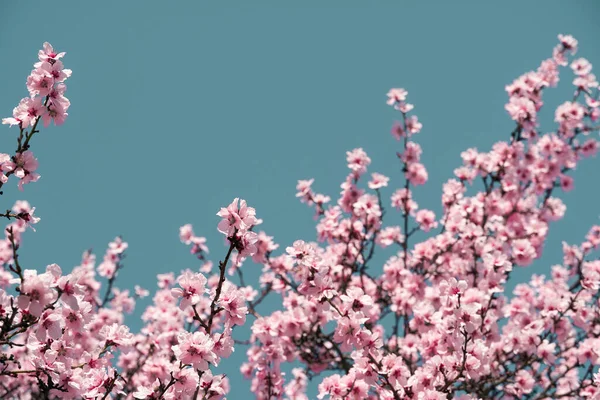 Flores Color Rosa Brillante Blanco Los Árboles Floración Paisaje Primavera — Foto de Stock