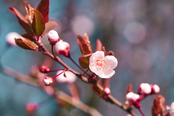 木々の上の明るいピンクと白の花咲く春の風景美しい背景 — ストック写真