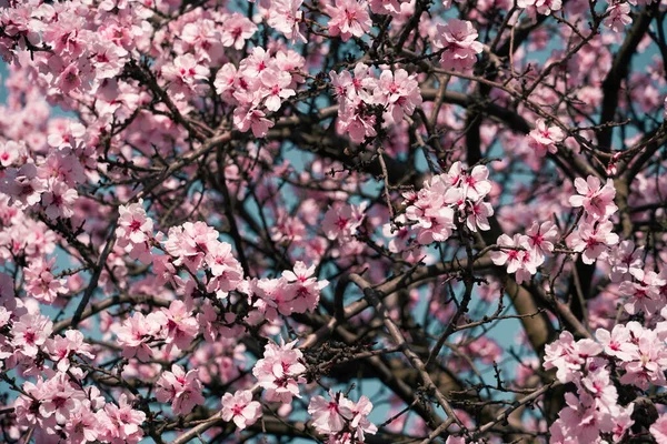 Bright Pink White Flowers Trees Blooming Spring Landscape Beautiful Background — Stock Photo, Image